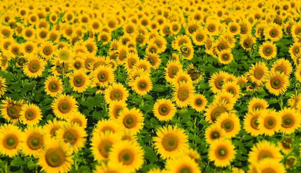 sunflower-main